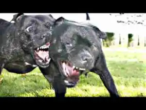 Video: 10 Most Stubborn Dog Breeds